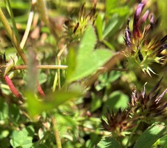 Trifolium variegatum variegatum