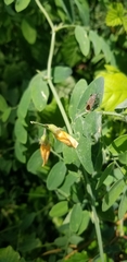 Lathyrus sulphureus