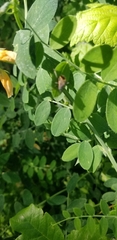 Lathyrus sulphureus