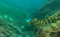 Aplodactylus westralis