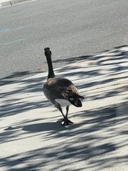Branta canadensis