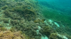 Aplodactylus westralis