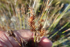Thamnochortus lucens