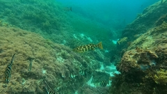Aplodactylus westralis