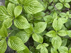 Cornus sessilis