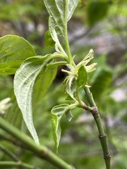 Cornus sessilis