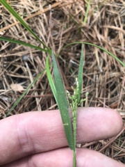 Dichanthelium leucothrix