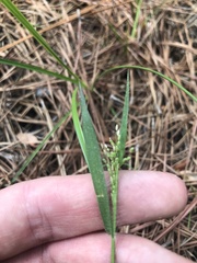 Dichanthelium leucothrix