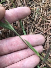 Dichanthelium leucothrix