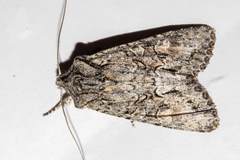 Ichneutica mutans