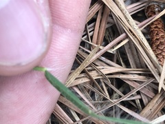 Dichanthelium leucothrix