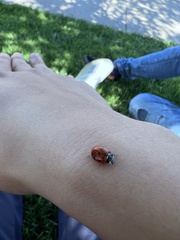 Coccinella septempunctata