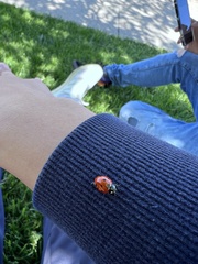 Coccinella septempunctata