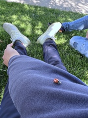 Coccinella septempunctata