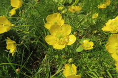 Ranunculus pedatus