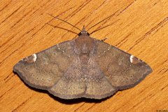 Antiblemma sterope