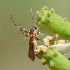 Aetole unipunctella