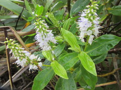 Veronica flavida