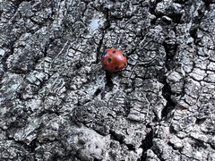 Coccinella septempunctata