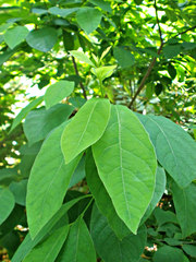 Lindera benzoin