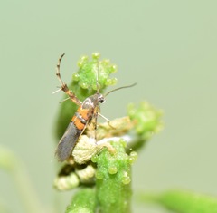 Aetole unipunctella