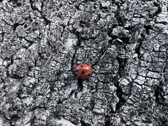 Coccinella septempunctata