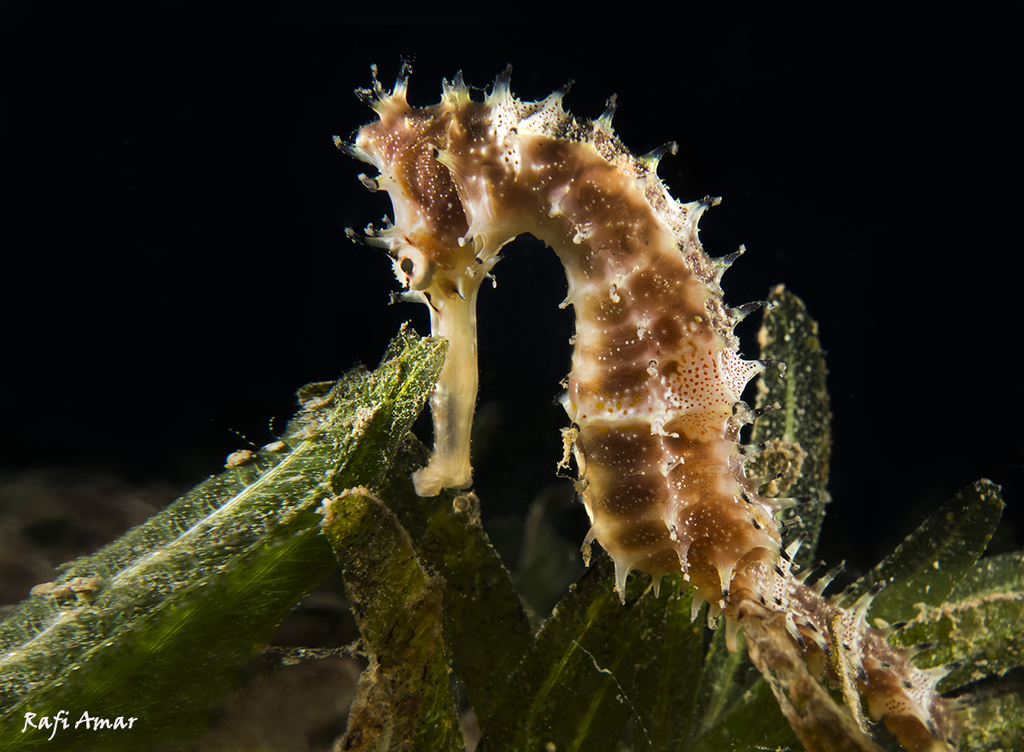 Jayakar's Seahorse