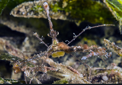 Lambrachaeus ramifer