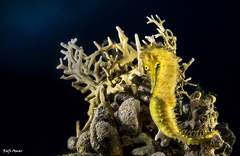 Hippocampus jayakari