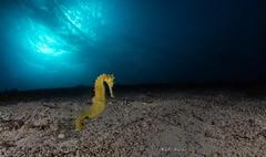 Hippocampus jayakari