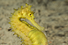 Hippocampus jayakari