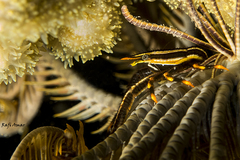 Allogalathea elegans