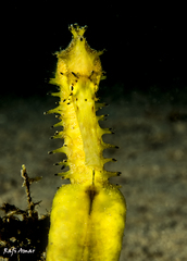 Hippocampus jayakari