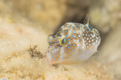 Canthigaster margaritata