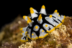 Phyllidia rueppelii