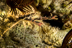 Allogalathea elegans