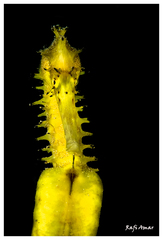 Hippocampus jayakari