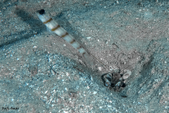 Amblyeleotris sungami