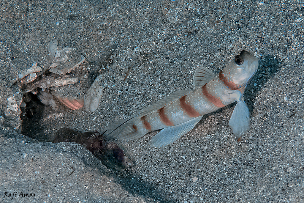 Magnus' Prawn-Goby