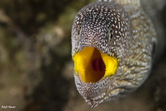Gymnothorax nudivomer