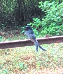 Dicrurus macrocercus