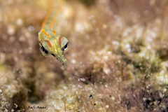 Corythoichthys schultzi