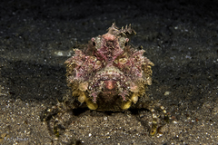 Inimicus filamentosus