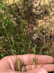 Dichanthelium ensifolium