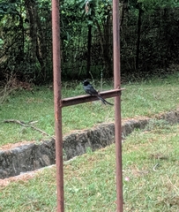 Dicrurus macrocercus