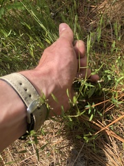 Dichanthelium ensifolium