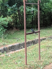 Dicrurus macrocercus