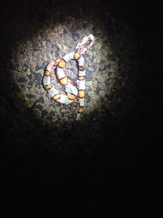 Lampropeltis alterna