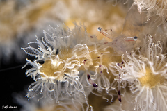 Ancylomenes longicarpus