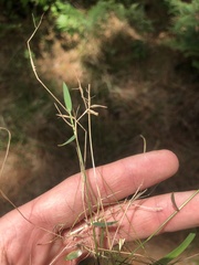 Dichanthelium ensifolium